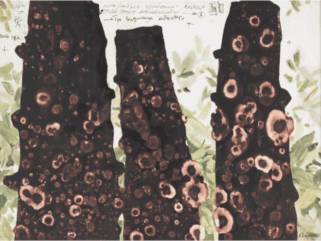 Грибы на камнях